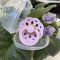 Пустушка BIBS 6-18 m Boheme Colour Latex Round – Violet Sky