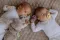 Пустушка BIBS  0-6 m Colour Latex Round (кругла) – White/Baby Blue 2 PACK