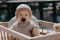 Пустушка BIBS 0-6 m Colour Latex Round - Black